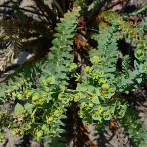 Photographie n°2264070 du taxon Euphorbia paralias L. [1753]