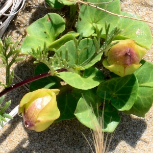 Photographie n°2264078 du taxon Convolvulus soldanella L. [1753]