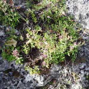 Photographie n°2264129 du taxon Teucrium chamaedrys subsp. chamaedrys 