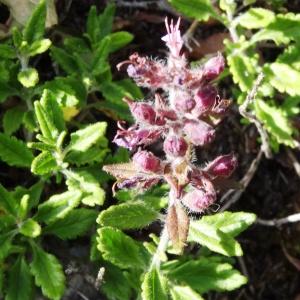 Photographie n°2264130 du taxon Teucrium chamaedrys subsp. chamaedrys 