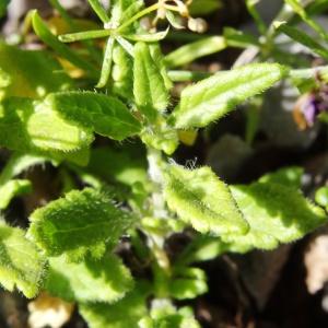 Photographie n°2264131 du taxon Teucrium chamaedrys subsp. chamaedrys 