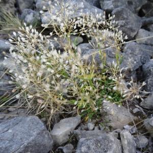 Photographie n°2264142 du taxon Kernera saxatilis (L.) Sweet [1827]