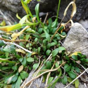 Photographie n°2264144 du taxon Kernera saxatilis (L.) Sweet [1827]