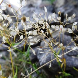 Photographie n°2264145 du taxon Kernera saxatilis (L.) Sweet [1827]
