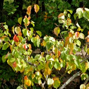 Photographie n°2264150 du taxon Prunus armeniaca L. [1753]