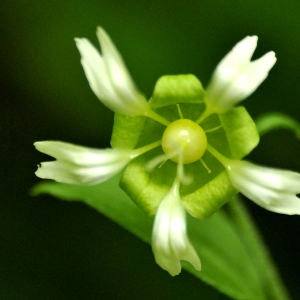 Photographie n°2264200 du taxon Silene baccifera (L.) Roth