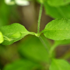 Photographie n°2264201 du taxon Silene baccifera (L.) Roth