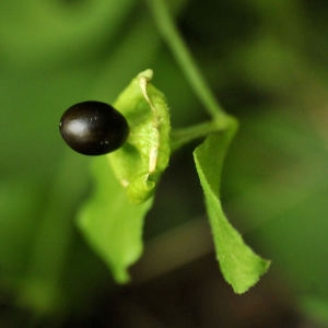 Photographie n°2264203 du taxon Silene baccifera (L.) Roth