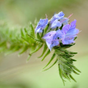 Photographie n°2264207 du taxon Echium vulgare L.