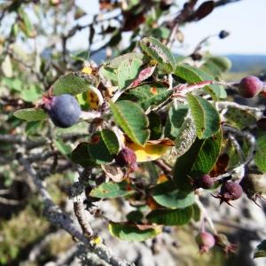 Photographie n°2264232 du taxon Amelanchier ovalis subsp. ovalis 