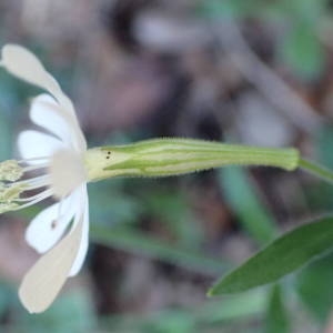 Photographie n°2264247 du taxon Silene italica (L.) Pers. [1805]