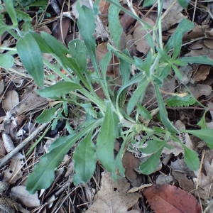 Photographie n°2264249 du taxon Silene italica (L.) Pers. [1805]