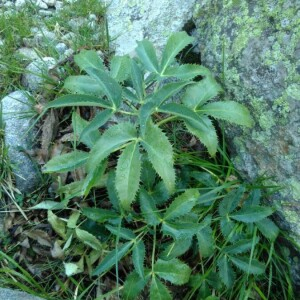 Photographie n°2264332 du taxon Helleborus argutifolius Viv. [1824]