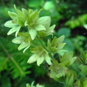 Photographie n°2264354 du taxon Veratrum album L. [1753]