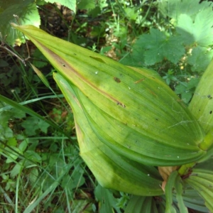 Photographie n°2264355 du taxon Veratrum album L. [1753]