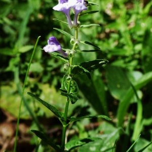 Photographie n°2264411 du taxon Scutellaria hastifolia L. [1753]