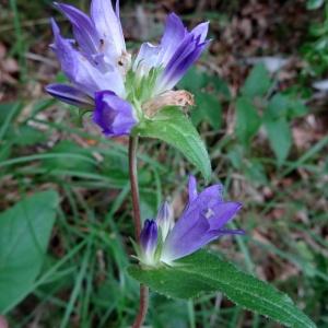 Photographie n°2264486 du taxon Campanula glomerata subsp. glomerata 