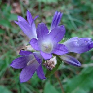 Photographie n°2264487 du taxon Campanula glomerata subsp. glomerata 