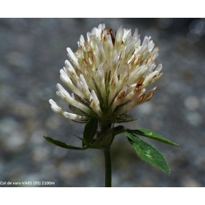 Trifolium pratense subsp. nivale Ces. (Trèfle des neiges)