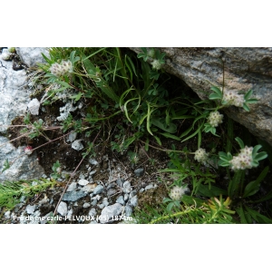 Trifolium thymiflorum Vill. (Trèfle des rochers)