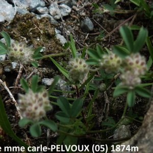 Photographie n°2264558 du taxon Trifolium saxatile All. [1773]