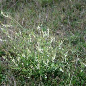 Photographie n°2264611 du taxon Trigonella alba (Medik.) Coulot & Rabaute