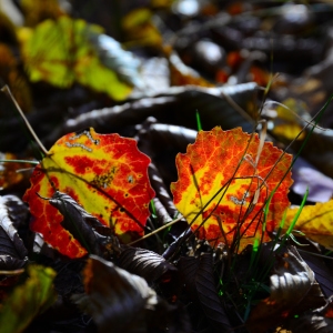 Photographie n°2264674 du taxon Populus tremula L.