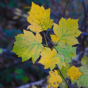 Photographie n°2264676 du taxon Sorbus torminalis (L.) Crantz