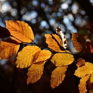 Photographie n°2264677 du taxon Fagus sylvatica L.