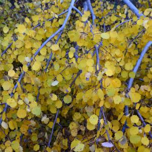 Photographie n°2264684 du taxon Populus tremula L.