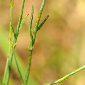 Photographie n°2264687 du taxon Petrorhagia prolifera (L.) P.W.Ball & Heywood