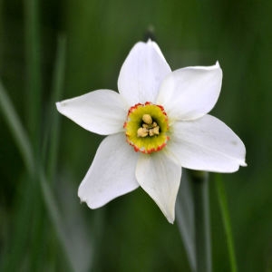 Photographie n°2264690 du taxon Narcissus poeticus L.