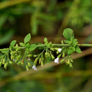 Photographie n°2264694 du taxon Clinopodium nepeta (L.) Kuntze