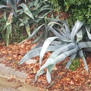 Photographie n°2264776 du taxon Agave americana L. [1753]