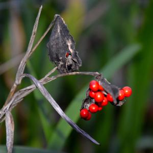 Photographie n°2264781 du taxon Iris foetidissima L.