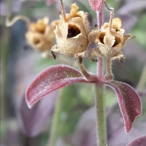 Photographie n°2264834 du taxon Antirrhinum sempervirens Lapeyr. [1801]