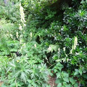 Photographie n°2264883 du taxon Aconitum lycoctonum L.