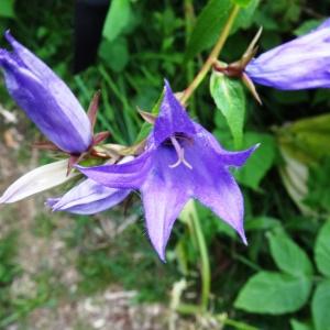 Photographie n°2264889 du taxon Campanula latifolia L. [1753]