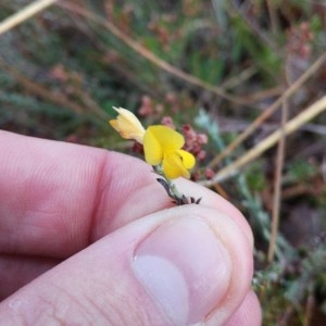 Photographie n°2264922 du taxon Genista pilosa L. [1753]