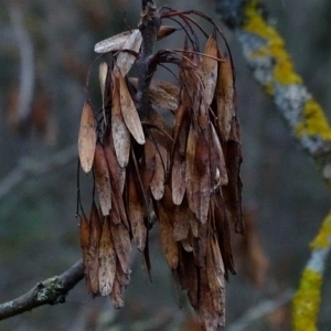 Photographie n°2264934 du taxon Fraxinus excelsior L. [1753]