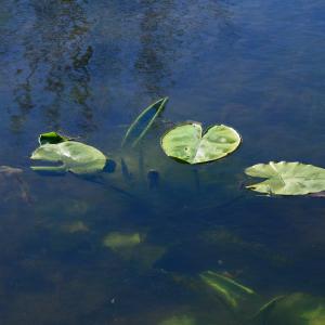 Photographie n°2264945 du taxon Nuphar lutea (L.) Sm.