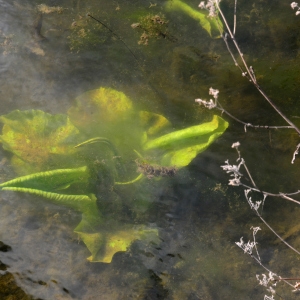 Photographie n°2264946 du taxon Nuphar lutea (L.) Sm.