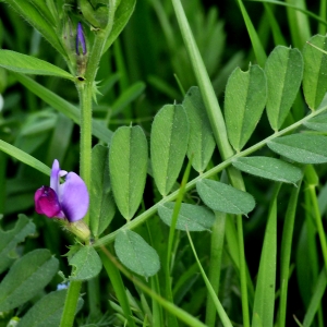 Photographie n°2264964 du taxon Vicia sativa L.