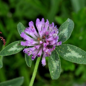 Photographie n°2264969 du taxon Trifolium pratense L.