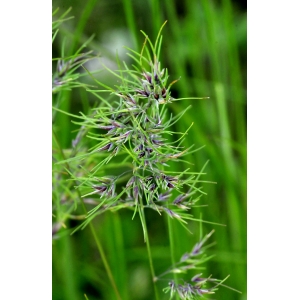 Poa bulbosa L. subsp. bulbosa