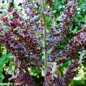 Photographie n°2265020 du taxon Veratrum nigrum L. [1753]