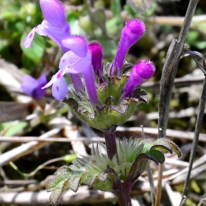 Photographie n°2265028 du taxon Lamium amplexicaule L.