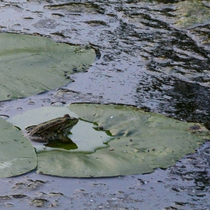 Photographie n°2265042 du taxon Nuphar lutea (L.) Sm.