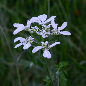 Photographie n°2265044 du taxon Orlaya grandiflora (L.) Hoffm.