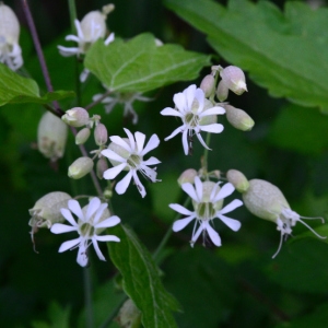 Photographie n°2265045 du taxon Silene vulgaris (Moench) Garcke